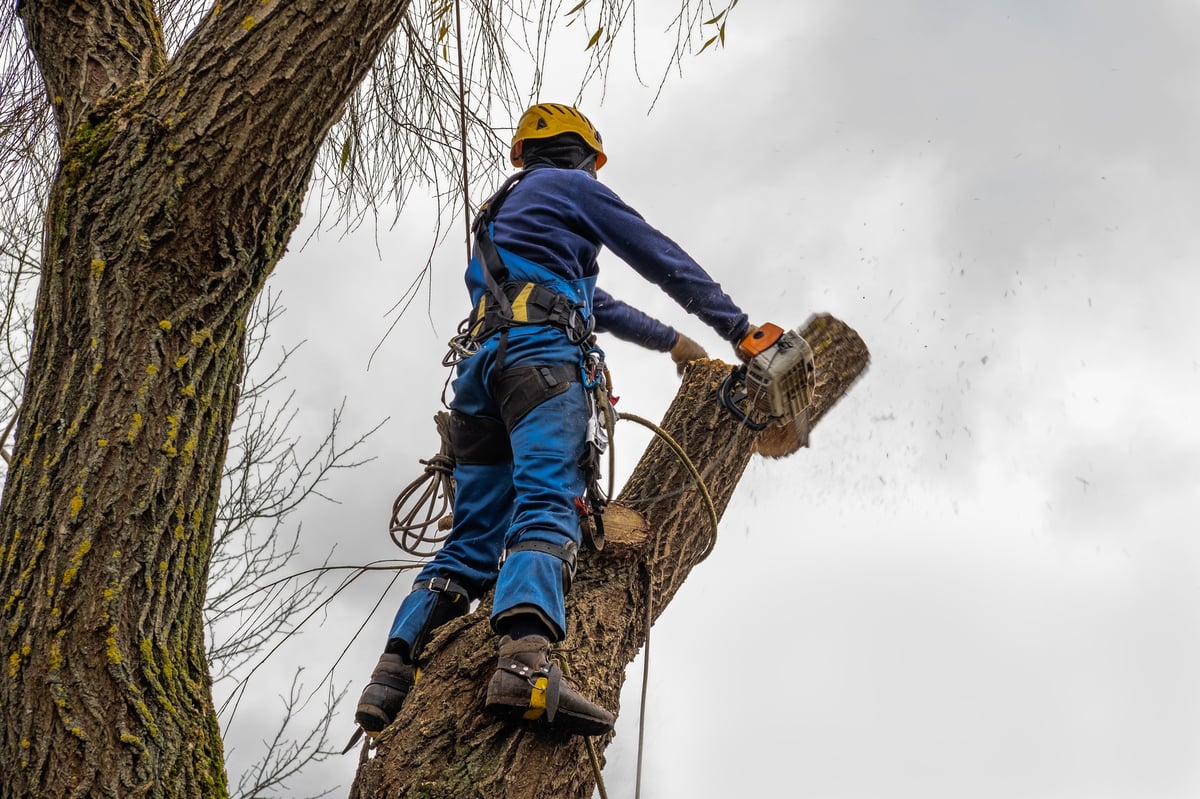 Professional standing on the tree cutting, arborist pruning, removing a log safely
