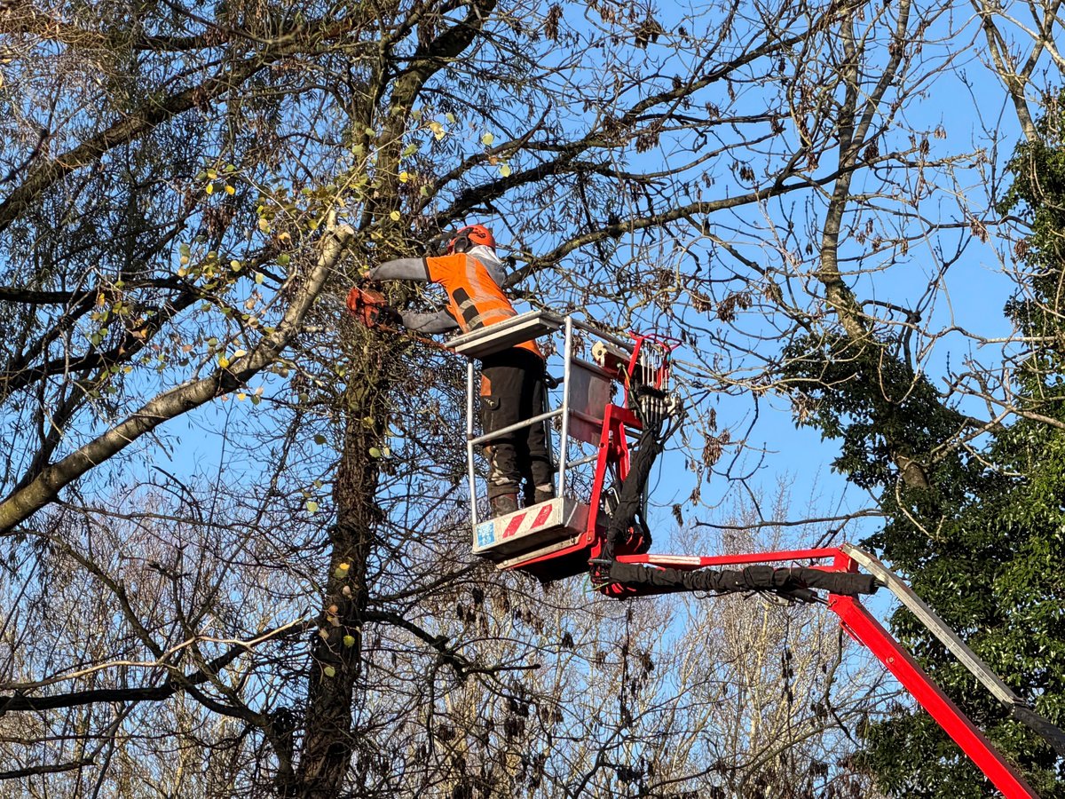Tree surgeon on cherry picker trimming trees and chopping down branches